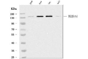Western blot analysis of WDR44 using anti-WDR44 antibody (ABIN7600394). (WDR44 antibody  (AA 188-913))