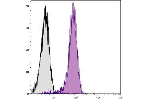 BALB/c mouse splenocytes were stained with Rat Anti-Mouse CD31-PE. (CD31 antibody  (PE))