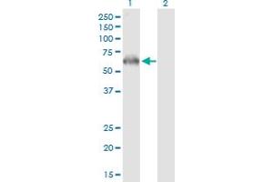 Western Blot analysis of PRKAA2 expression in transfected 293T cell line by PRKAA2 MaxPab polyclonal antibody. (PRKAA2 antibody  (AA 1-552))