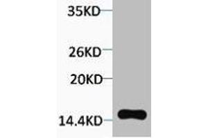 Western blot analysis of extracts from Hela cells, 1:2000. (H2AFX antibody  (pThr120))