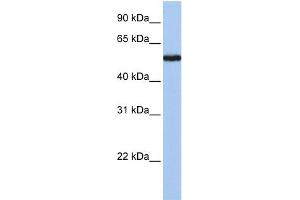 WB Suggested Anti-FLJ90709 Antibody Titration: 0. (FLJ90709 (Middle Region) antibody)