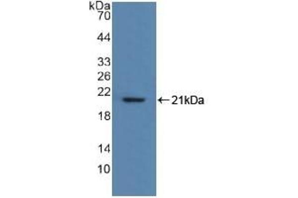 MYL2 anticorps  (AA 2-159)