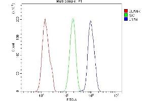 Flow Cytometry analysis of HELA cells using anti-EYA4 antibody (ABIN7601063). (EYA4 antibody  (AA 28-205))