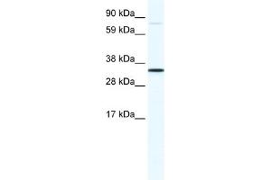 WB Suggested Anti-MSX1 Antibody Titration:  1.