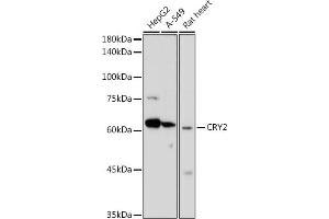 Western blot analysis of extracts of various cell lines, using CRY2 antibody (ABIN6130207, ABIN6139069, ABIN6139071 and ABIN6222617) at 1:1000 dilution. (CRY2 antibody  (AA 455-614))
