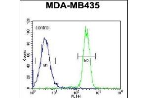 SGF29 Antibody (C-term) (ABIN651333 and ABIN2840193) flow cytometric analysis of MDA-M cells (right histogram) compared to a negative control cell (left histogram). (SGF29 antibody  (C-Term))