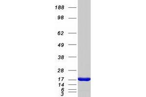 Charcot-Leyden Crystal Protein (CLC) protein (Myc-DYKDDDDK Tag)