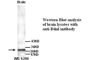 Image no. 1 for anti-Brain-Derived Neurotrophic Factor (BDNF) antibody (ABIN790885) (BDNF antibody)