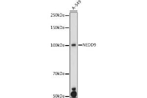 Western blot analysis of extracts of A-549 cells, using NEDD9 antibody (ABIN3023330, ABIN3023331, ABIN3023332 and ABIN6219606) at 1:1000 dilution.