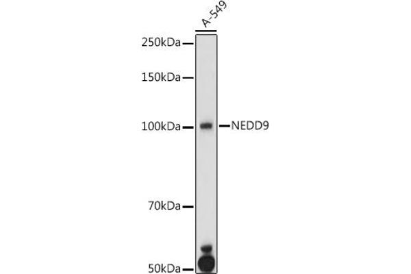 NEDD9 antibody  (AA 60-174)