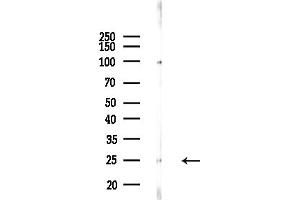 Western blot analysis of lysates from Mouse testis, using PGRMC1 Antibody at 1/1000 dilution. (PGRMC1 antibody  (C-Term))