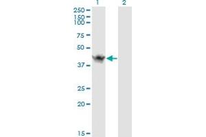 Western Blot analysis of ASB9 expression in transfected 293T cell line by ASB9 monoclonal antibody (M01), clone 1D8. (ASB9 antibody  (AA 1-252))