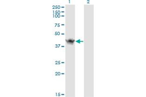 ASB9 antibody  (AA 1-252)