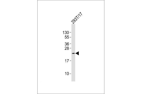 DPPA3 antibody  (C-Term)