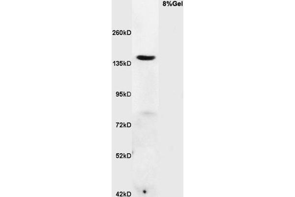 RNF123 抗体  (AA 2-52)