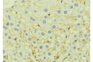 ABIN6277061 at 1/100 staining Mouse liver tissue by IHC-P. (EPHX1 antibody  (Internal Region))