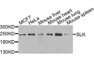 Western blot analysis of extracts of various cell lines, using SLK antibody (ABIN5975495) at 1/1000 dilution. (SLK antibody)