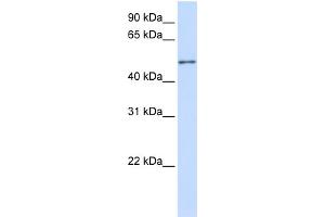 WB Suggested Anti-ZNF561 Antibody Titration:  0. (ZNF561 antibody  (C-Term))