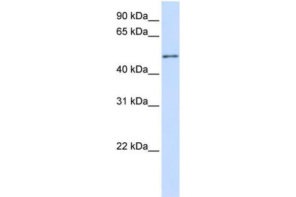 ZNF561 anticorps  (C-Term)