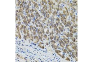 Immunohistochemistry of paraffin-embedded mouse stomach using MARVELD2 antibody.