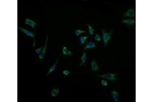 Immunofluorescence (IF) image for anti-Acetyl-CoA Acyltransferase 2 (ACAA2) antibody (ABIN2715629) (ACAA2 antibody)