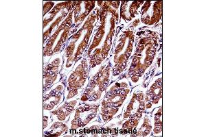Mouse Map3k7 Antibody (N-term) ((ABIN657840 and ABIN2846802))immunohistochemistry analysis in formalin fixed and paraffin embedded mouse stomach tissue followed by peroxidase conjugation of the secondary antibody and DAB staining. (MAP3K7 antibody  (N-Term))