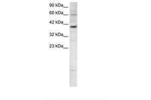 KIF25 antibody  (AA 302-351)