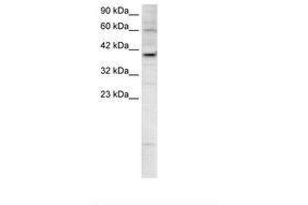 KIF25 antibody  (AA 302-351)