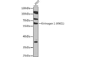 Western blot analysis of extracts of 293T cells, using Kininogen 1 (Kininogen 1 (KNG1)) Rabbit pAb (ABIN6129516, ABIN6142985, ABIN6142986 and ABIN6218090) at 1:1000 dilution. (KNG1 antibody  (AA 148-427))