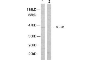 Western Blotting (WB) image for anti-Jun Proto-Oncogene (JUN) (Tyr170) antibody (ABIN1848122) (C-JUN antibody  (Tyr170))