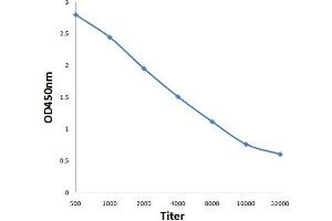 Antigen: 0. (ELAC2 antibody  (AA 88-190))