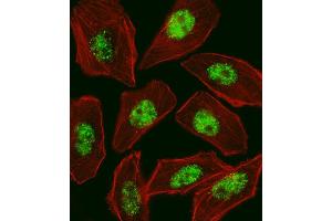 Fluorescent image of  cell stained with RFX1 Antibody (C-term) (ABIN1537643 and ABIN2848461). (RFX1 antibody  (C-Term))