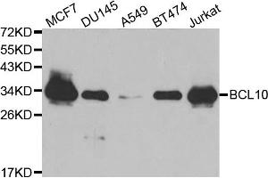 Western blot analysis of extracts of various cell lines, using BCL10 antibody (ABIN5970458) at 1/1000 dilution. (BCL10 antibody)