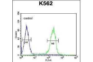 R Antibody (Center) (ABIN654772 and ABIN2844451) flow cytometric analysis of K562 cells (right histogram) compared to a negative control cell (left histogram). (RNF185 antibody  (AA 88-117))