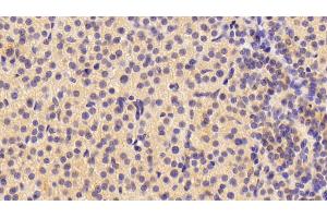 Detection of NRN1 in Porcine Adrenal gland Tissue using Polyclonal Antibody to Neuritin 1 (NRN1) (NRN1 antibody  (AA 28-142))