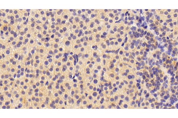 NRN1 antibody  (AA 28-142)