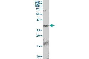 EGLN3 MaxPab polyclonal antibody. (EGLN3 antibody  (AA 1-239))