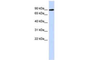 Image no. 1 for anti-phosphoglucomutase 2-Like 1 (PGM2L1) (AA 179-228) antibody (ABIN6743854) (PGM2L1 antibody  (AA 179-228))