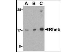 Western blot analysis of Rheb in mouse brain cell lysate with this product at (A) 1, (B) 2, and (C) 4 μg/ml.