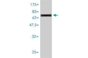 Western Blot detection against Immunogen (71. (Cathepsin D antibody  (AA 26-412))
