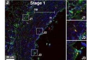 Immunohistochemistry (Paraffin-embedded Sections) (IHC (p)) image for anti-alpha-2-HS-Glycoprotein (AHSG) (AA 200-240) antibody (AbBy Fluor® 594) (ABIN2809553)