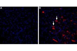 α-Conotoxin ImI-ATTO Fluor-590 stains rat deep cerebellar nuclei. (alpha-conotoxin IMI peptide (Atto 590))