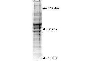 Coommassie stained SDS-PAGE of 20 µl of Mouse Embryonic Fibroblast (MEF) Whole Cell Lysate (Ready-to-Use) separated in a 4-20% gradient gel under non-reducing conditions. (Mouse Embryonic Fibroblast Whole Cell Lysate)