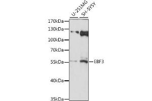 Western blot analysis of extracts of various cell lines, using EBF3 antibody (ABIN7266886) at 1:1000 dilution. (EBF3 antibody  (AA 400-500))