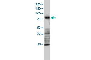 MRE11A monoclonal antibody (M01), clone 1D8-A6 Western Blot analysis of MRE11A expression in HL-60 . (Mre11 antibody  (AA 1-206))