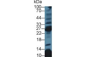 Western Blot; Sample: Rat Thymus lysate; Primary Ab: 3µg/ml Rabbit Anti-Human CD8b Antibody Second Ab: 0.