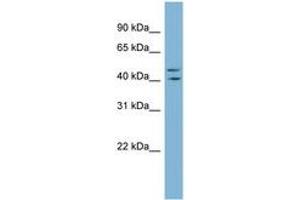 Image no. 1 for anti-Zinc Finger Protein 517 (ZNF517) (C-Term) antibody (ABIN6741767) (ZNF517 antibody  (C-Term))