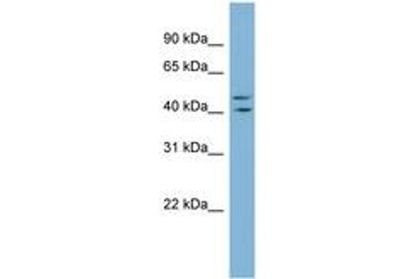 ZNF517 antibody  (C-Term)