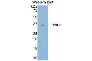 Detection of Recombinant TRF, Bovine using Polyclonal Antibody to Transferrin (TF) (Transferrin antibody  (AA 284-575))