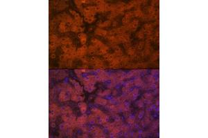 Immunofluorescence analysis of human liver using PON1 Rabbit mAb (ABIN7269172) at dilution of 1:100 (40x lens). (PON1 antibody)